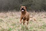 TOSA INU 545